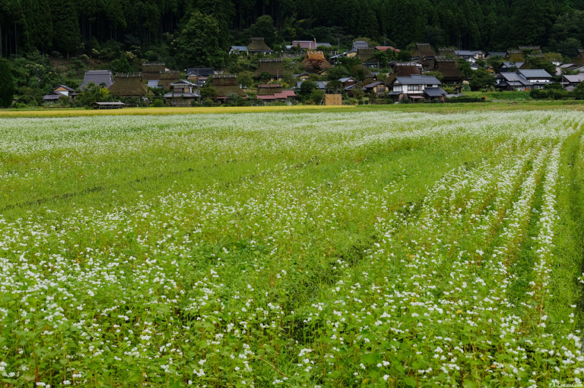 tak1709_Miyama01.jpg