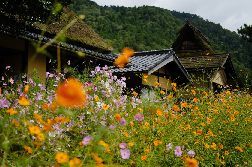 tak1709_Miyama04.jpg