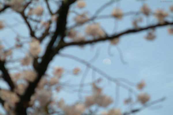 200604_sakura01.jpg