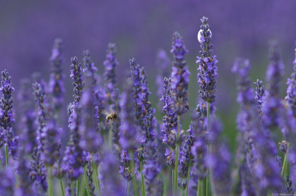 201407_lavender_01.jpg