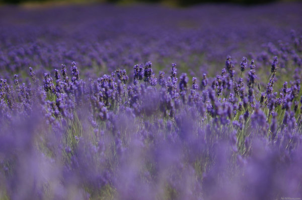 201407_lavender_03.jpg