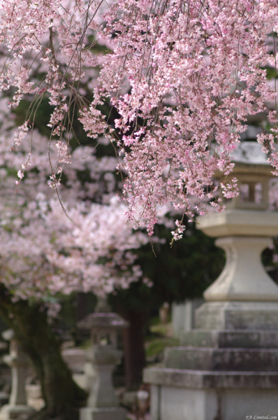 tak1004miyajima_04.jpg