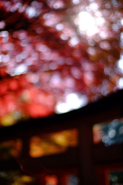 tak1411_Fushimi-Inari04.jpg